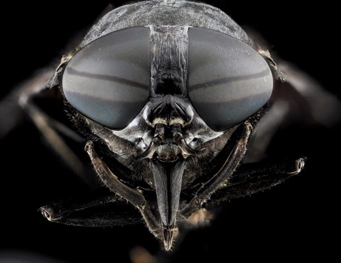 Horse fly head